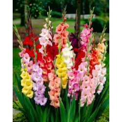 Gladiolus bulbs XXL - mix - XXL pack 150 pcs