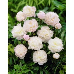 Paeonia, Peony Shirley Temple - grand paquet ! - 10 pieces