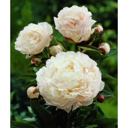 Paeonia, Peony Shirley Temple -  large package! - 10 pcs