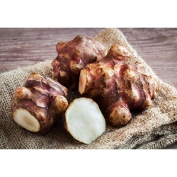Jerusalem artichoke - sunroot - edible and ornamental -  sunchoke, earth apple -  large package! - 10 pcs