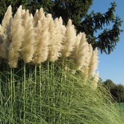 Pampasová tráva biela - sadenica - XL balenie - 50 ks