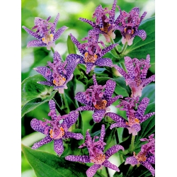Tricyrtis, Toad Lilies Dark Beauty - XL-Packung - 50 Stk