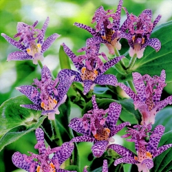 Tricyrtis, Toad Lilies Dark Beauty -  large package! - 10 pcs