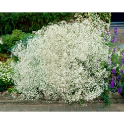 Aliento de bebé de flores blancas - Gypsophila - juego de raíces - paquete XL - 50 piezas
