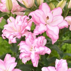 Dubbel orientalisk lilja 'Roselily Anouska' - vacker doft! - stort paket! - 10 st