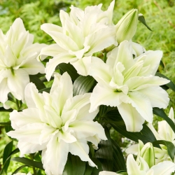 Kaksinkertainen itämainen lilja 'Rosely Aisha' - kaunis tuoksu! - XL pakkaus - 50 kpl