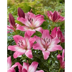 Lily "Palena" - XL-pack - 50 st