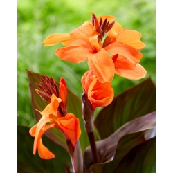 Canna lily - Happy Wilma - XL pack - 50 pcs