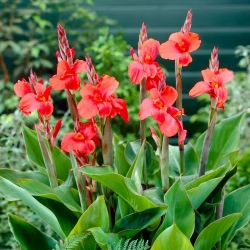 Canna Lily - Mrs Oklahoma - XL-Packung - 50 Stk - 