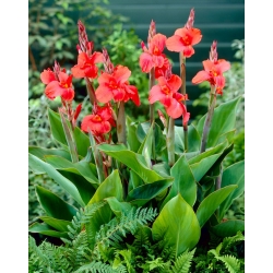 Canna Lily - Mrs Oklahoma - XL-Packung - 50 Stk - 