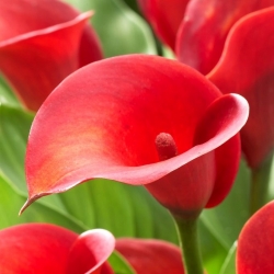 Arum lily 'Red Alert'; calla, calla lily -  large package! - 10 pcs