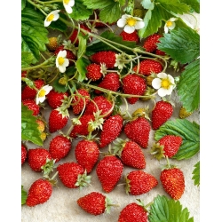 Biji Strawberry Wild Regina - Fragaria vesca - 320 biji - benih