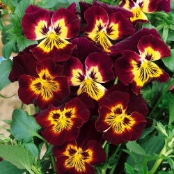 Amor - perfeito - marrom e amarelo - 320 sementes - Viola x wittrockiana