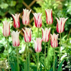 Tulipe 'Marilyn' - grand paquet - 50 pcs