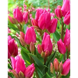 Tulipa Happy Family - Тюльпан Щаслива родина - 5 цибулин