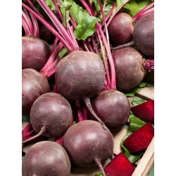 Red beetroot "Detroit 2" - NANO-GRO - increase harvest volume by 30%