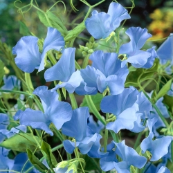 بذور البازلاء الحلوة الزرقاء - رائحة العرقس - 36 بذور - Lathyrus odoratus - ابذرة