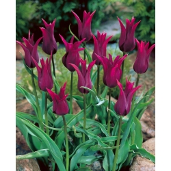 Tulipa Burgundy - Tulip Burgundy - 5 لامپ