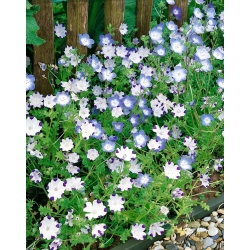 Baby blue eyes - variety selection - 350 seeds