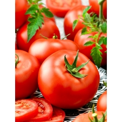 Tall tomato "Adam F1" - 64 seeds