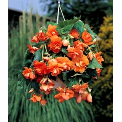 Begonia ×tuberhybrida pendula - apelsin - paket med 2 stycken