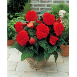 Begonia Fimbriata (con flecos) - roja - ¡paquete grande! - 20 piezas