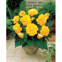 Begonia doble - amarillo - paquete grande! - 20 piezas