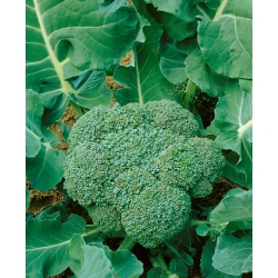 Брокколі "Калабрезе Наталіно" - 300 насінин - Brassica oleracea L. var. italica Plenck - насіння