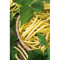 Škrlatni francoski rumeni fižol "Berggold" - 200 semen - Phaseolus vulgaris L. - semena
