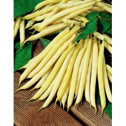 French bean "Elektra" - yellow, dwarf variety