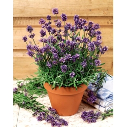 Home Garden - Lavendel "Munstead Stamme" - til indendørs og balkon dyrkning; smalbladet lavendel, have lavendel, engelsk lavendel - 200 frø - Lavandula angustifolia