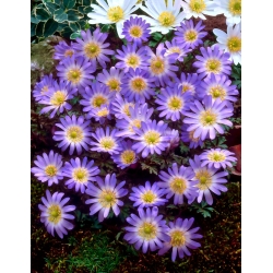 Balkan anemone "Charmer" - Paket besar - 80 pcs; Bunga angin Yunani, bunga musim dingin - 