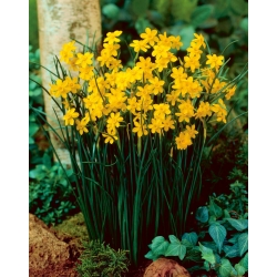 نرجس بيبي مون - النرجس البري مون - 5 لمبات - Narcissus