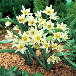 Turkestanica tulip - Tulip Turkestanica - 5 หลอด - Tulipa Turkestanica