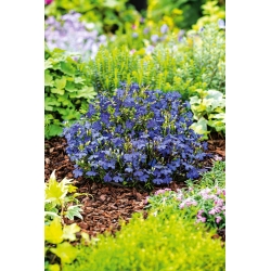 Lobelia com borda azul; lobelia de jardim, lobelia à direita - 6400 sementes - Lobelia erinus