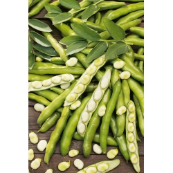 Broad bean "Dragon" - very early variety with large seeds