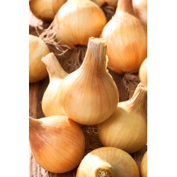 Onion "Lawica" - late, disease-resistant variety - 1250 seeds