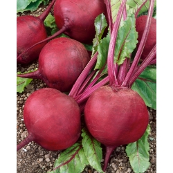 Beetroot "Sycamore" - round, productive variety - 500 seeds