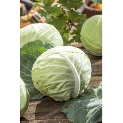 White cabbage "Fame of Golebewo" - for sauerkraut or direct consumption