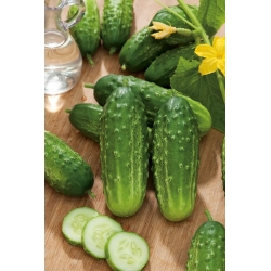 Cucumber "Ibis F1" - field, early variety that tolerates low temperatures - 105 seeds