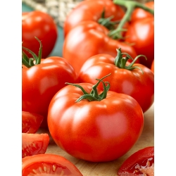 Tomato "Tolek" - buah yang besar, boleh dikupas tanpa berkilat - Lycopersicon esculentum Mill  - benih