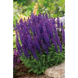 Salvia nemorosa - violet-blue - seemned