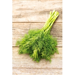 Dill 'Goliath' - particularly resistant to drought
