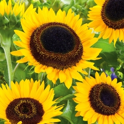 "Taiyo" ornamental sunflower cut flower - qualified for subsidies - 1 kg