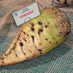 Sirius monogerm fodder beet - 0.25 kg