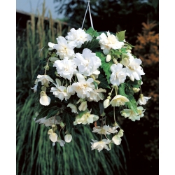 Begonia ×tuberhybrida pendula - branco - pacote de 2 peças