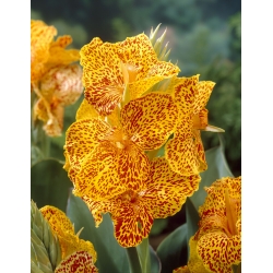 Picasso canna lily