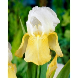 Pinnacle iris