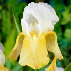 Iris pináculo