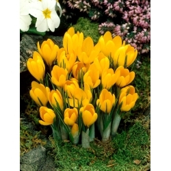 Azafrán flor grande amarillo - XXL pack 100 uds